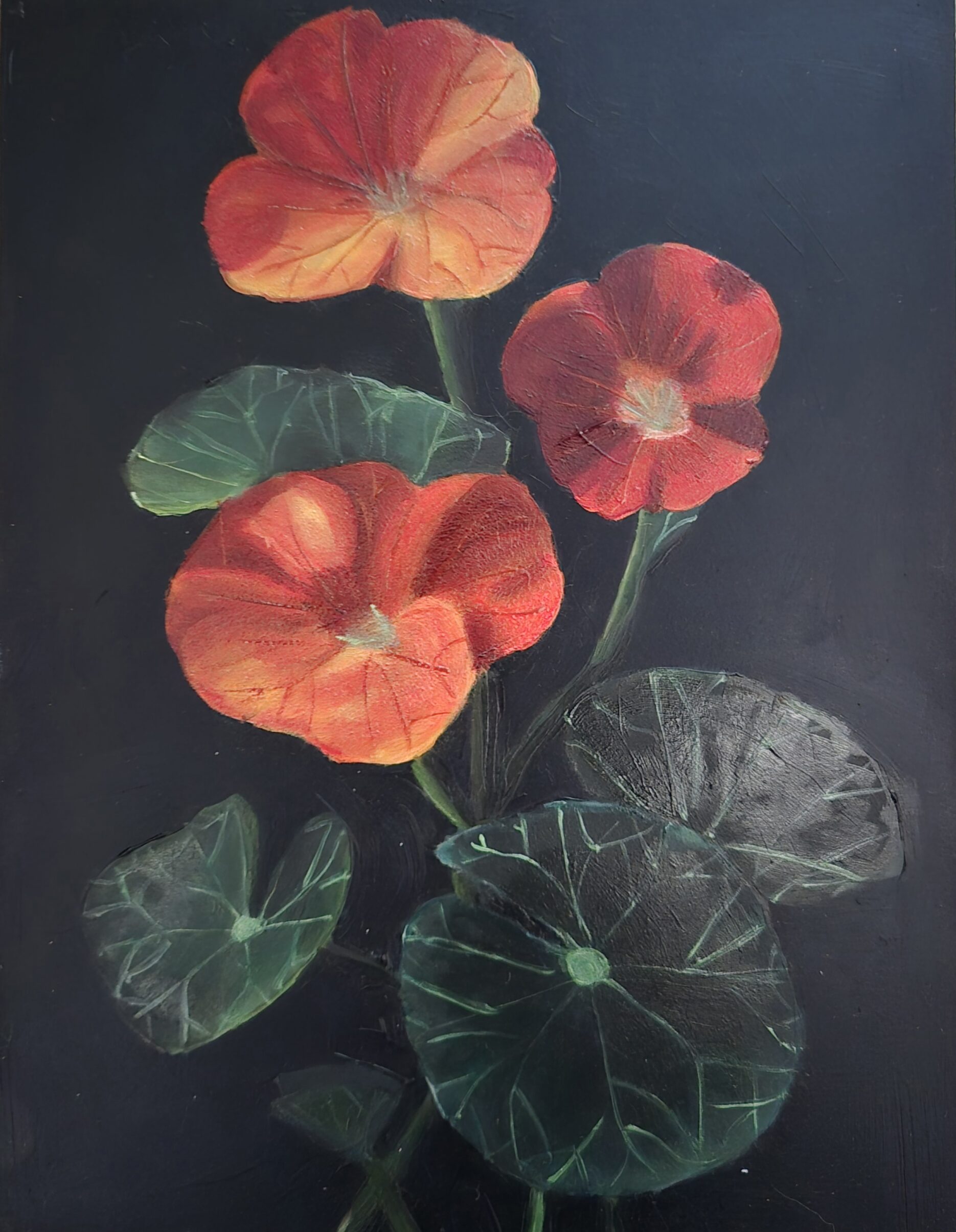 Oost-Indische kers (nasturtium)